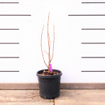 Kalikant floridský (Calycanthus floridus) - výška 40-50 cm, kont. C3L